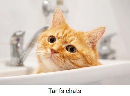 tarifs du toilettage pour chats