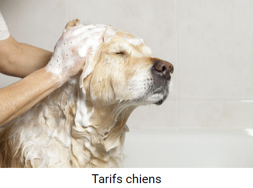 tarifs du toilettage pour chiens